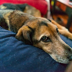 Charlie Photos